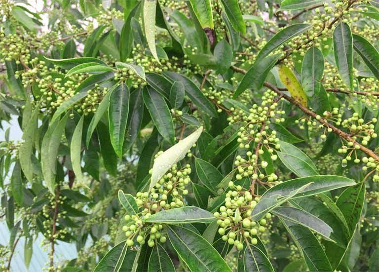 Màng tang – Dược liệu giàu tinh dầu, hỗ trợ tiêu hóa và giảm đau