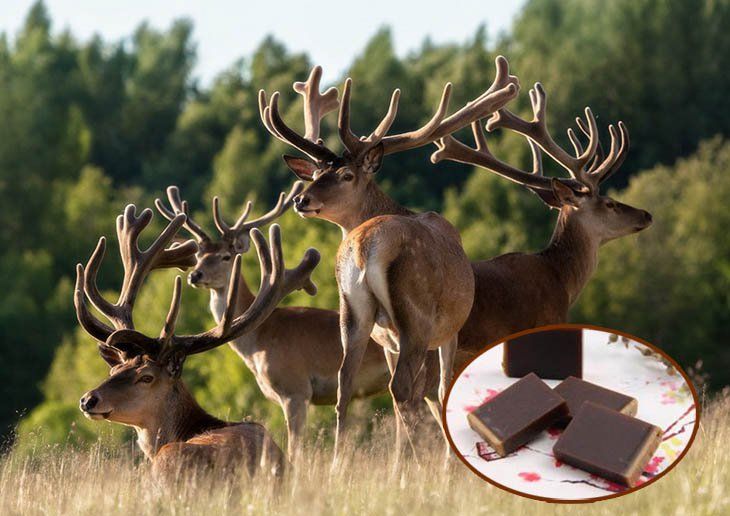 Cao ban long – Dược liệu quý cổ truyền, dùng đúng cách để phát huy giá trị bồi bổ