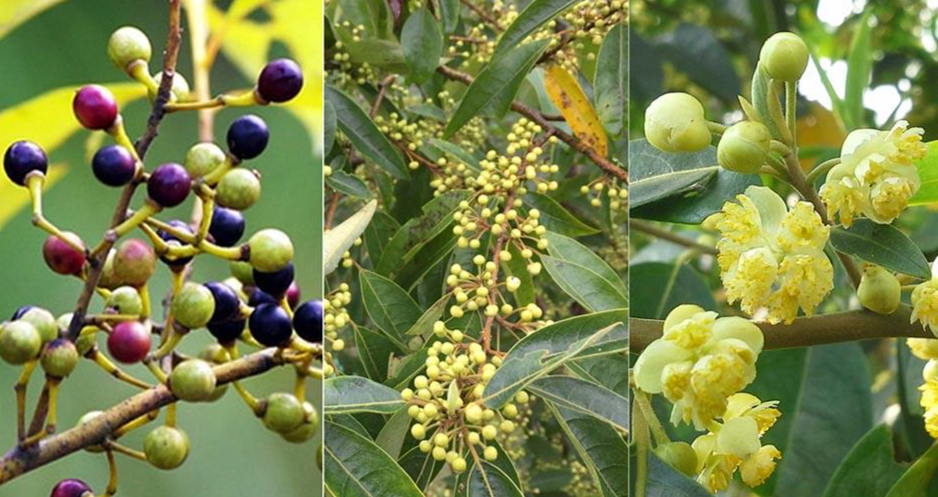 Màng tang – Dược liệu giàu tinh dầu, hỗ trợ tiêu hóa và giảm đau