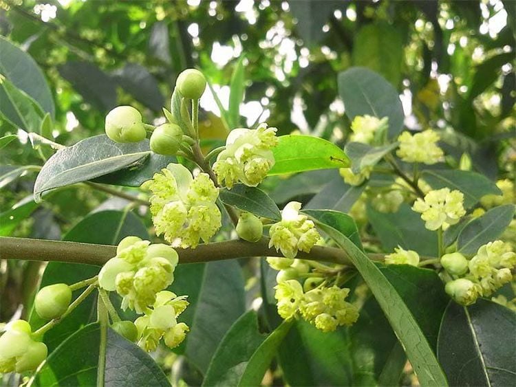 Màng tang – Dược liệu giàu tinh dầu, hỗ trợ tiêu hóa và giảm đau