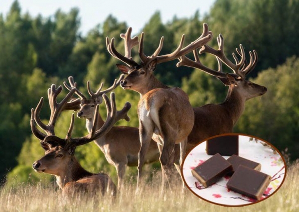 Cao ban long – Dược liệu quý cổ truyền, dùng đúng cách để phát huy giá trị bồi bổ