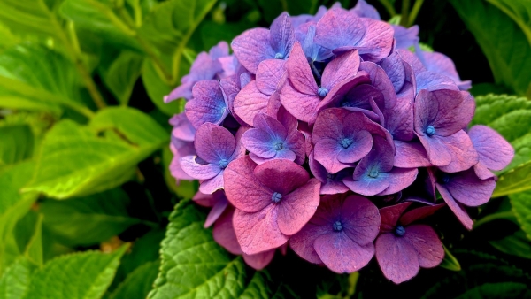 Dự báo thời tiết ngày 16/1/2026: Bắc Bộ nhiều mây, sáng sớm có sương mù nhẹ