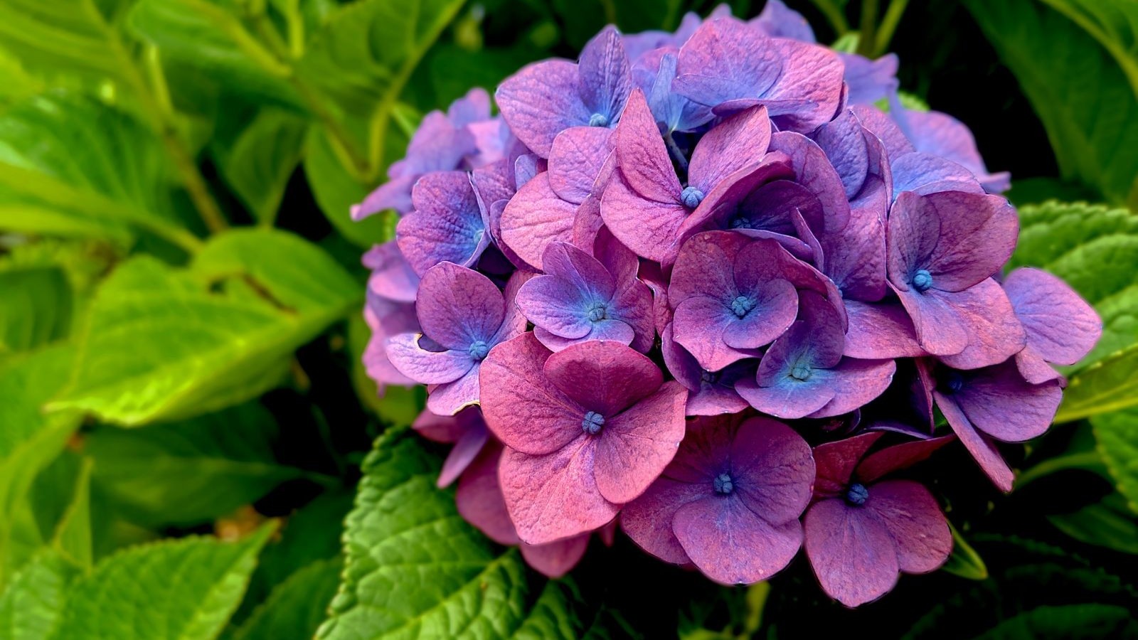 Dự báo thời tiết ngày 16/1/2026: Bắc Bộ nhiều mây, sáng sớm có sương mù nhẹ