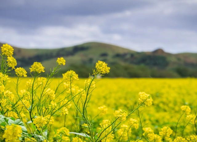 Dự báo thời tiết ngày 17/1/2026: Bắc Bộ rét về đêm và sáng sớm