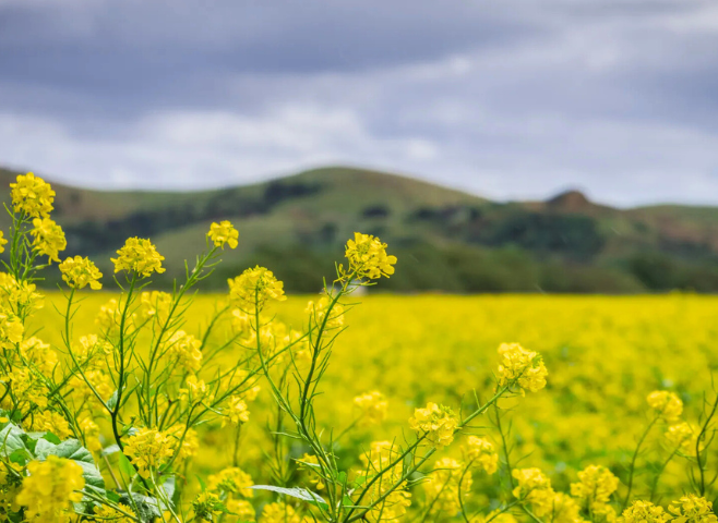 Dự báo thời tiết ngày 17/1/2026: Bắc Bộ sáng sớm có sương mù, trời rét