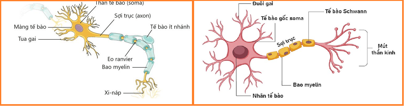 Hình thành trí nhớ và cách khôi phục trí nhớ bằng y học cổ truyền