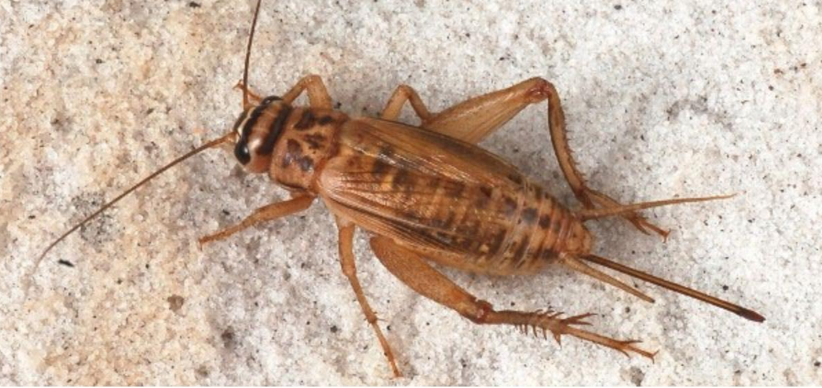 Dế – “vị thuốc” dân gian trong Đông y: Công dụng, cách dùng và những lưu ý an toàn