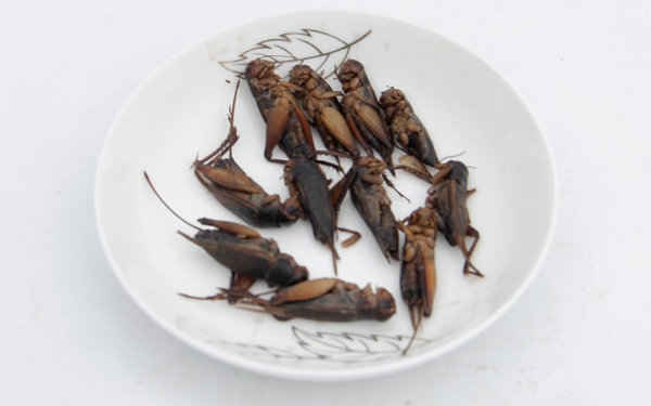 Dế – “vị thuốc” dân gian trong Đông y: Công dụng, cách dùng và những lưu ý an toàn