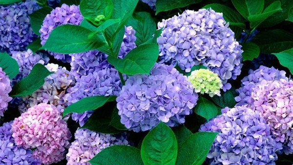 Dự báo thời tiết ngày 20/1/2026: Bắc Bộ nhiều mây, chiều tối có mưa rải rác