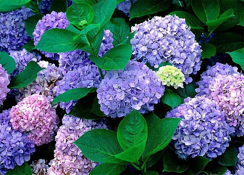 Dự báo thời tiết đêm nay và ngày mai 20/1: Hà Nội và các khu vực trên cả nước