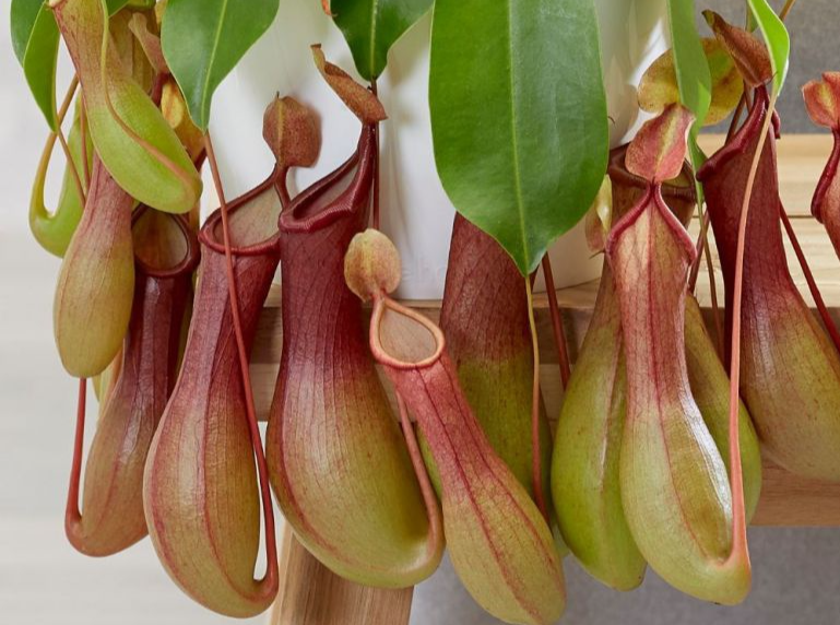 Cây Nắp ấm – Từ loài cây bắt mồi đến vị thuốc Đông y quen thuộc