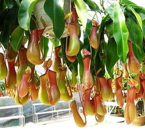 Cây Nắp ấm – Từ loài cây bắt mồi đến vị thuốc Đông y quen thuộc