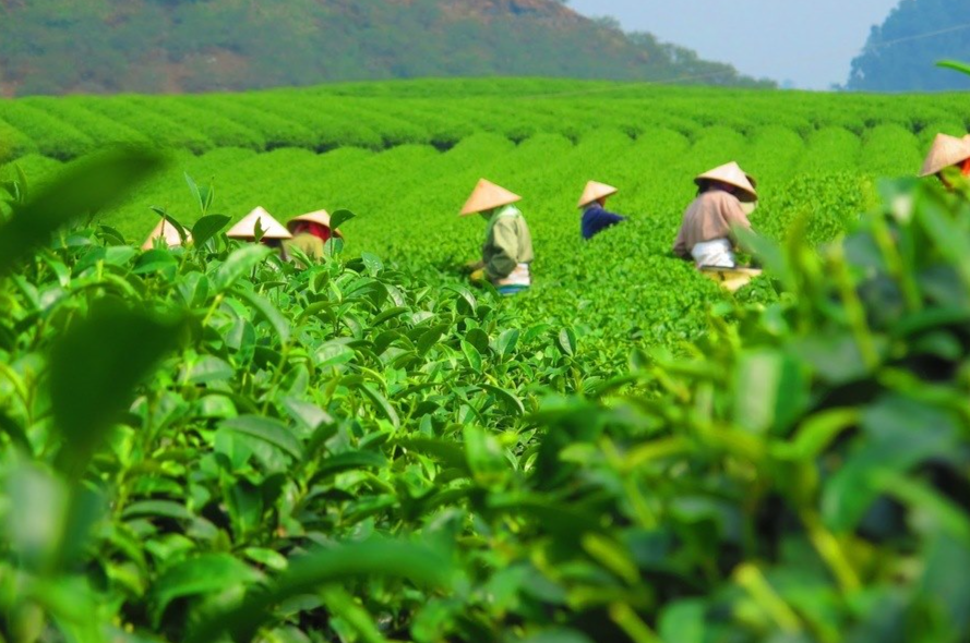 Phú Đình phát triển nông nghiệp bền vững gắn với xây dựng nông thôn mới nâng cao