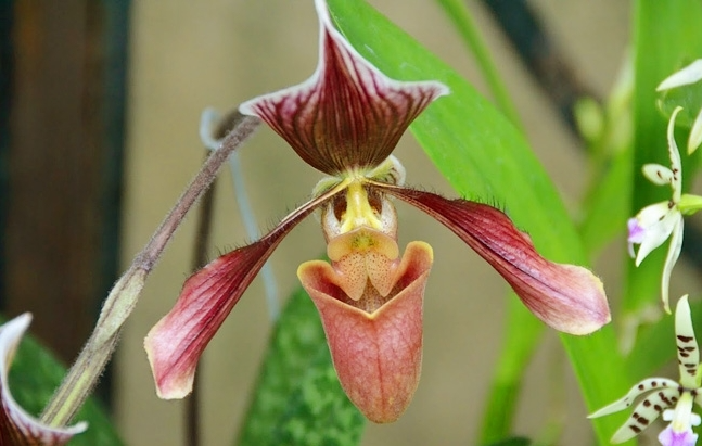 Cây Nắp ấm – Từ loài cây bắt mồi đến vị thuốc Đông y quen thuộc