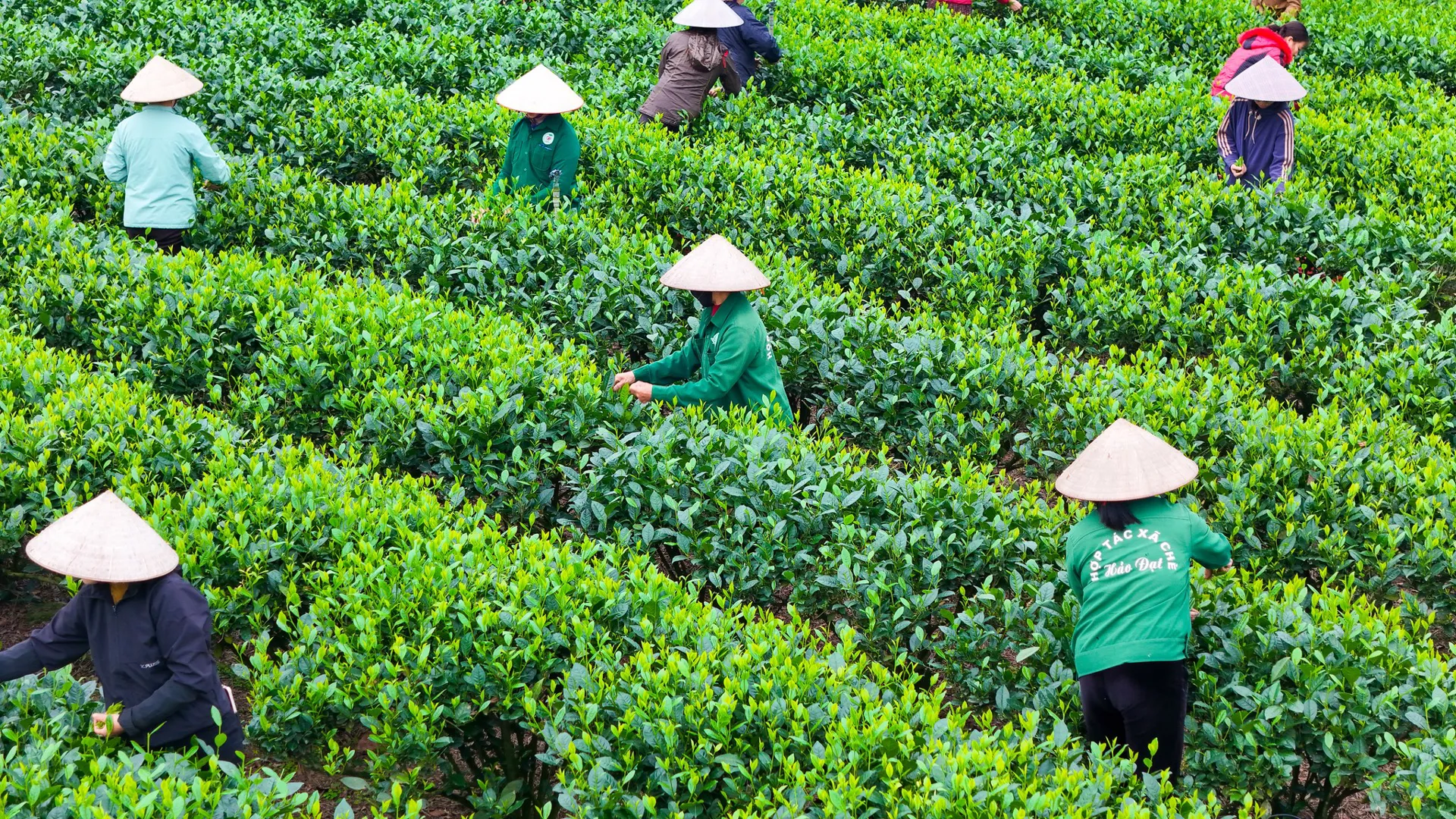 Phú Đình phát triển nông nghiệp bền vững gắn với xây dựng nông thôn mới nâng cao