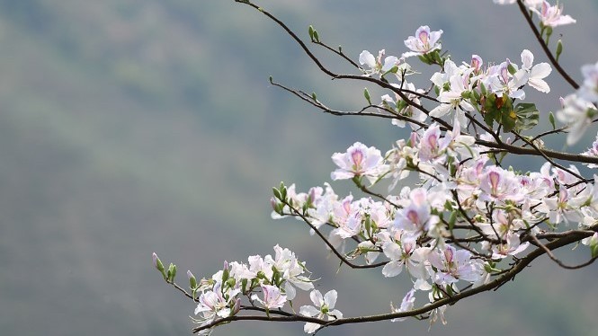 Dự báo thời tiết ngày 21/1/2026: Bắc Bộ nhiều mây, có mưa rải rác