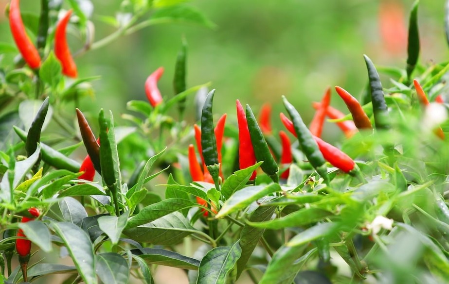 Bất ngờ với lợi ích sức khỏe của lá ớt