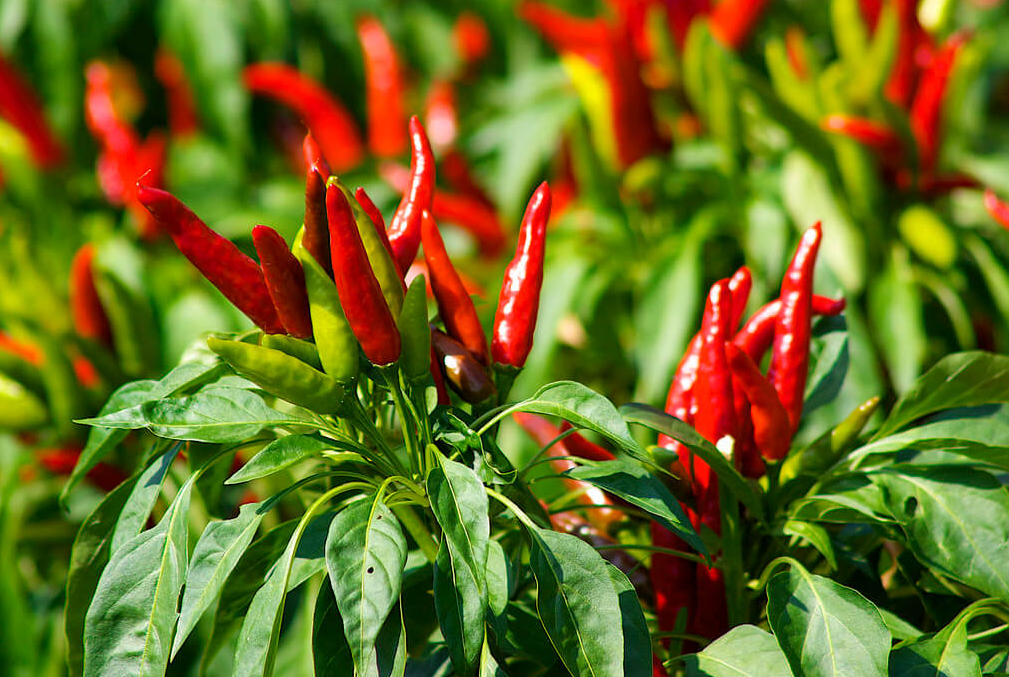 Bất ngờ với lợi ích sức khỏe của lá ớt