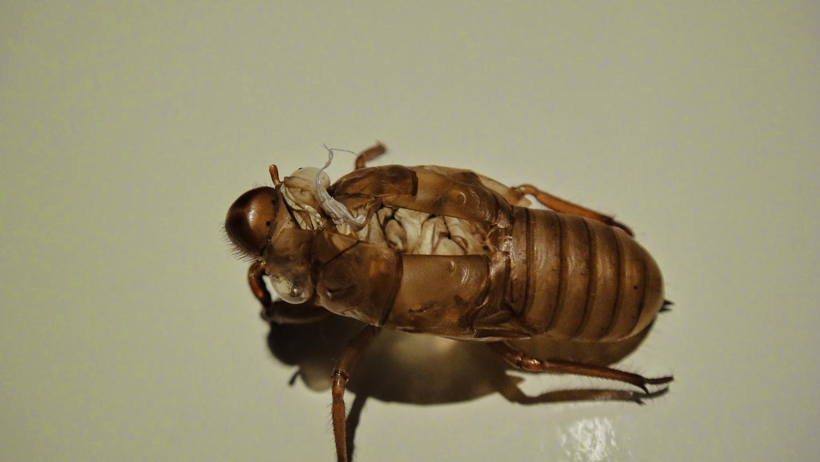 Đại gia đình 99 Trần Hưng Đạo, Hà Nội": Kỷ niệm tuổi thơ - Con ve sầu