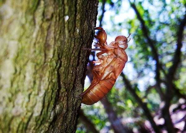Thuyền thoái (xác ve sầu) – Dược liệu tán phong nhiệt, tiêu viêm, hỗ trợ trị ho khàn tiếng và bệnh ngoài da