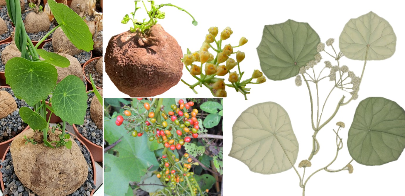 Giá trị của cây bình vôi trong kho tàng y học cổ truyền