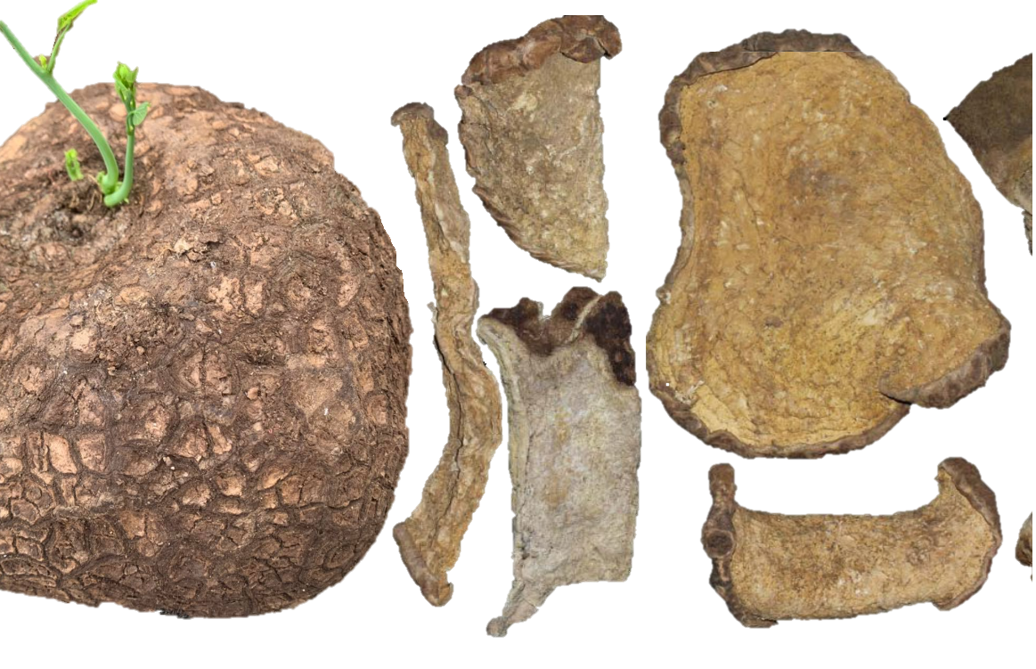 Giá trị của cây bình vôi trong kho tàng y học cổ truyền Giá trị của cây bình vôi trong kho tàng y học cổ truyền