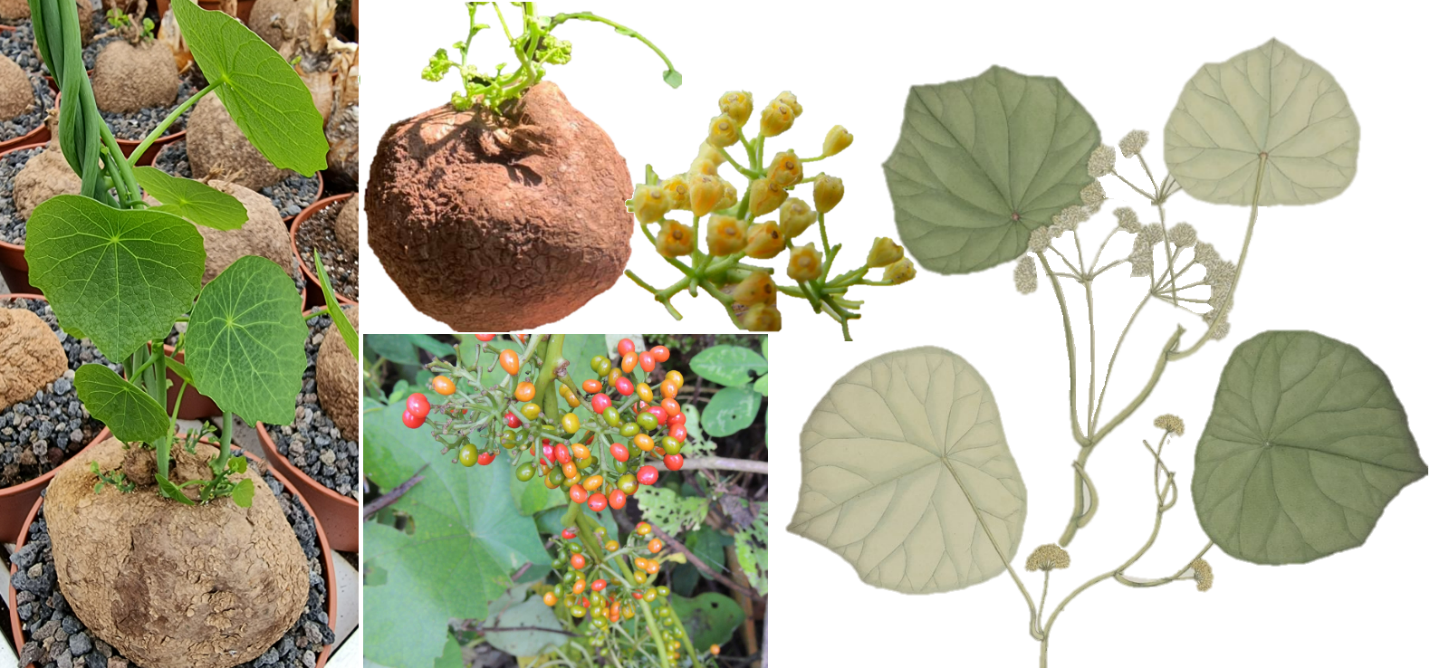 Giá trị của cây bình vôi trong kho tàng y học cổ truyền Giá trị của cây bình vôi trong kho tàng y học cổ truyền