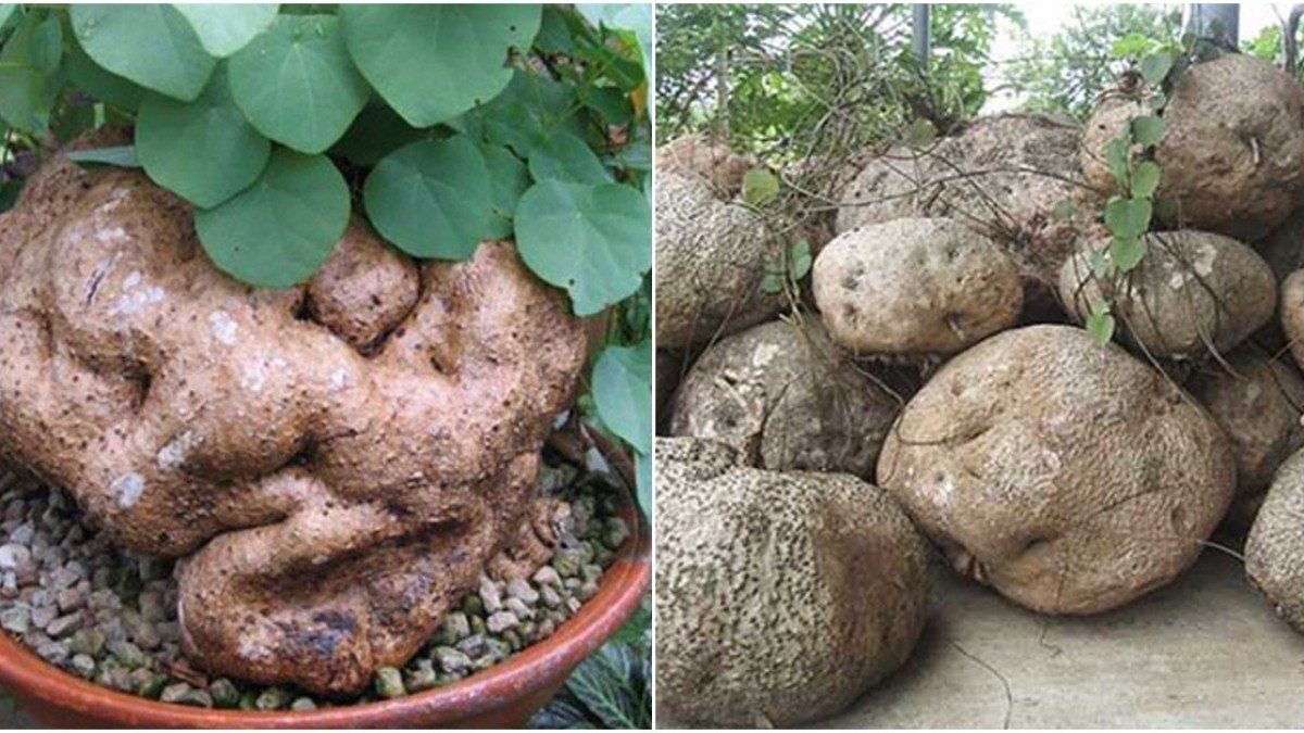 Giá trị của cây bình vôi trong kho tàng y học cổ truyền Giá trị của cây bình vôi trong kho tàng y học cổ truyền