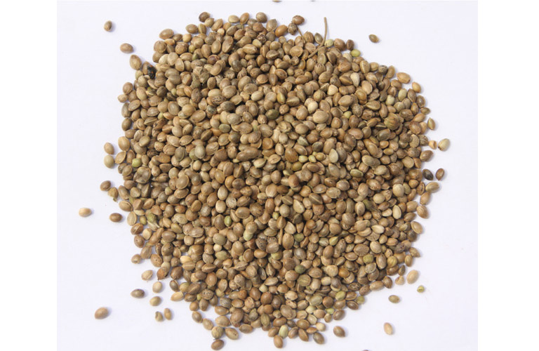 Gai dầu (cần sa) trong y học cổ truyền: Ranh giới mong manh giữa vị thuốc và hiểm họa