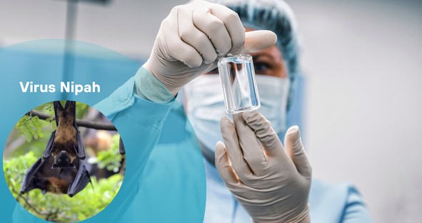 Bộ Y tế yêu cầu phòng chống dịch bệnh do virus Nipah ngay tại các cửa khẩu