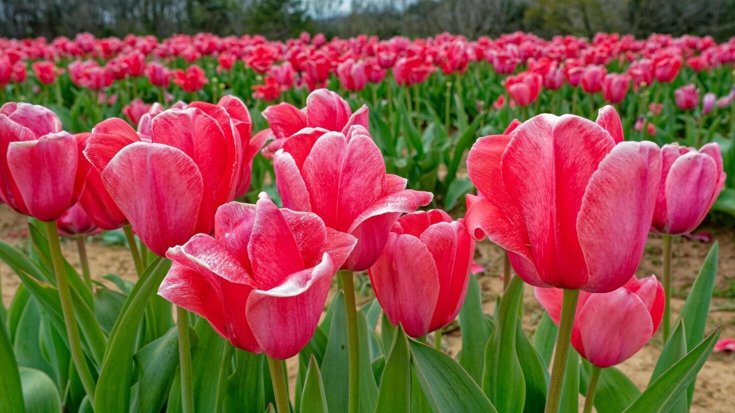 Dự báo thời tiết ngày 29/1/2026: Bắc Bộ đêm và sáng trời rét