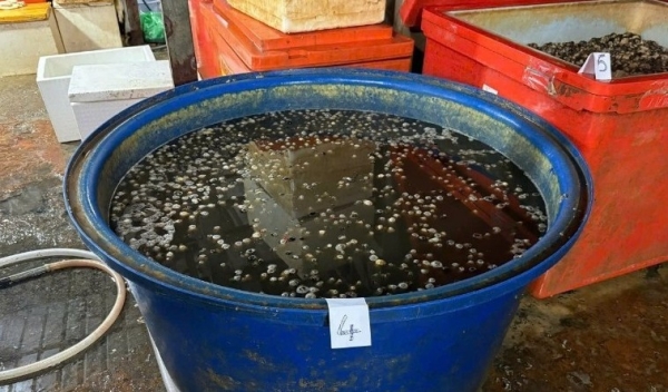 Ăn ốc bươu ngâm "thủy tinh lỏng" tiềm ẩn nguy cơ cho sức khỏe người dân