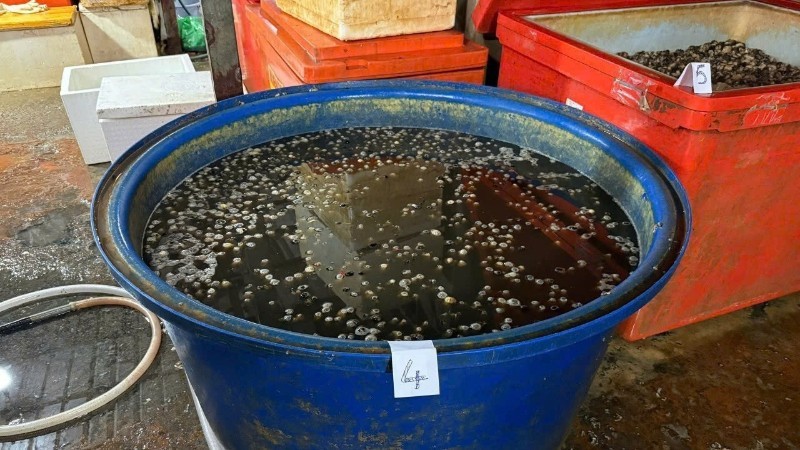 Ăn ốc bươu ngâm 