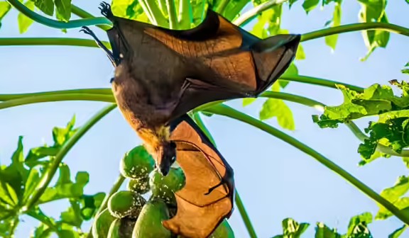 Phòng bệnh do virus Nipah: Bộ Y tế khuyến cáo không tiếp xúc, ăn thực phẩm từ động vật hoang dã