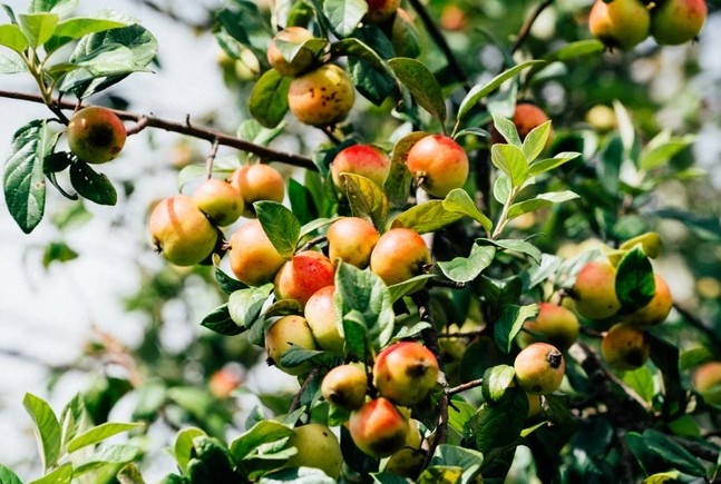 Sơn tra - Dược liệu dân dã hỗ trợ tiêu hóa và khí huyết