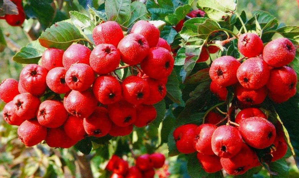 Sơn tra - Dược liệu dân dã hỗ trợ tiêu hóa và khí huyết