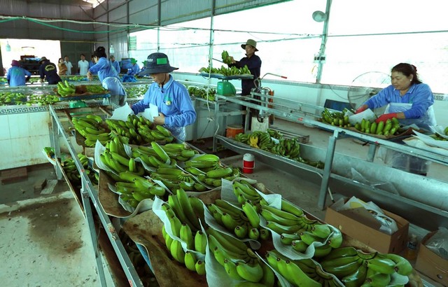 Từ nông sản thô đến sản phẩm tiêu dùng: Bài toán chế biến sau thu hoạch gắn với sức khỏe và môi trường Từ nông sản thô đến sản phẩm tiêu dùng: Bài toán chế biến sau thu hoạch gắn với sức khỏe và môi trường