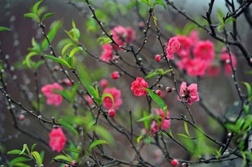 Mừng Đảng – Mừng Xuân Bính Ngọ