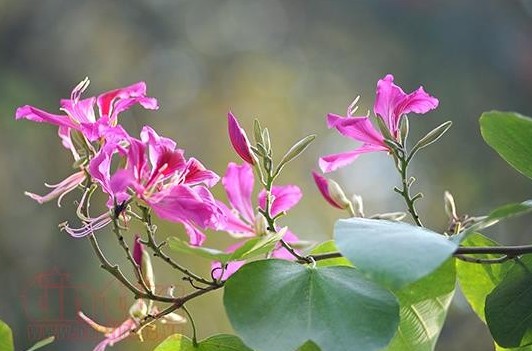 Dự báo thời tiết ngày 5/2/2026: Bắc Bộ nhiều mây, có mưa vài nơi