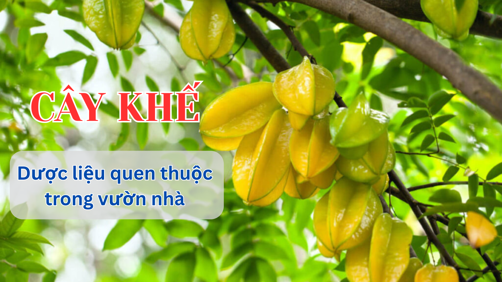 [E-Magazine] Cây khế - Dược liệu quen thuộc trong vườn nhà