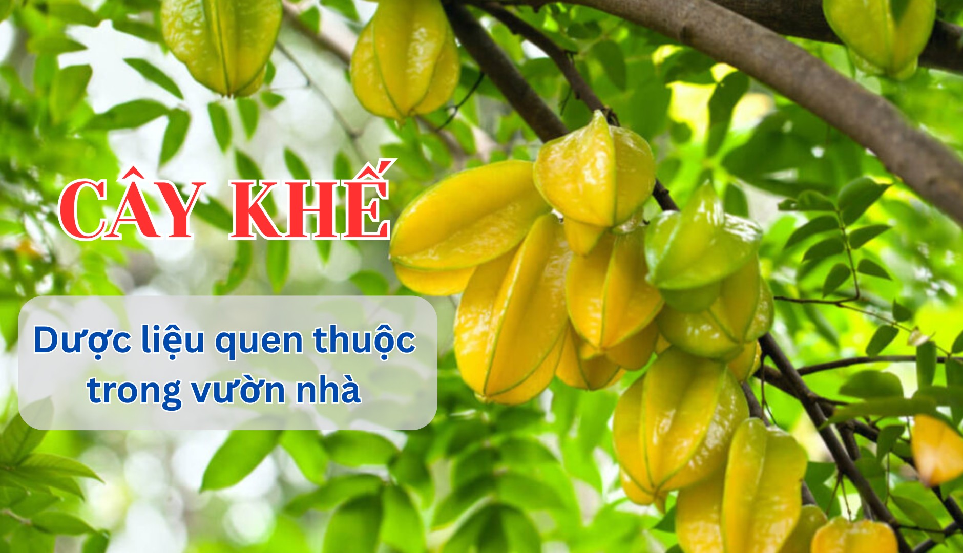 [E-Magazine] Cây khế - Dược liệu quen thuộc trong vườn nhà