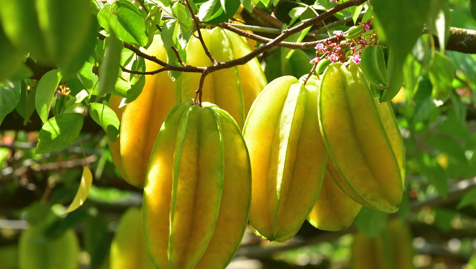 [E-Magazine] Cây khế - Dược liệu quen thuộc trong vườn nhà