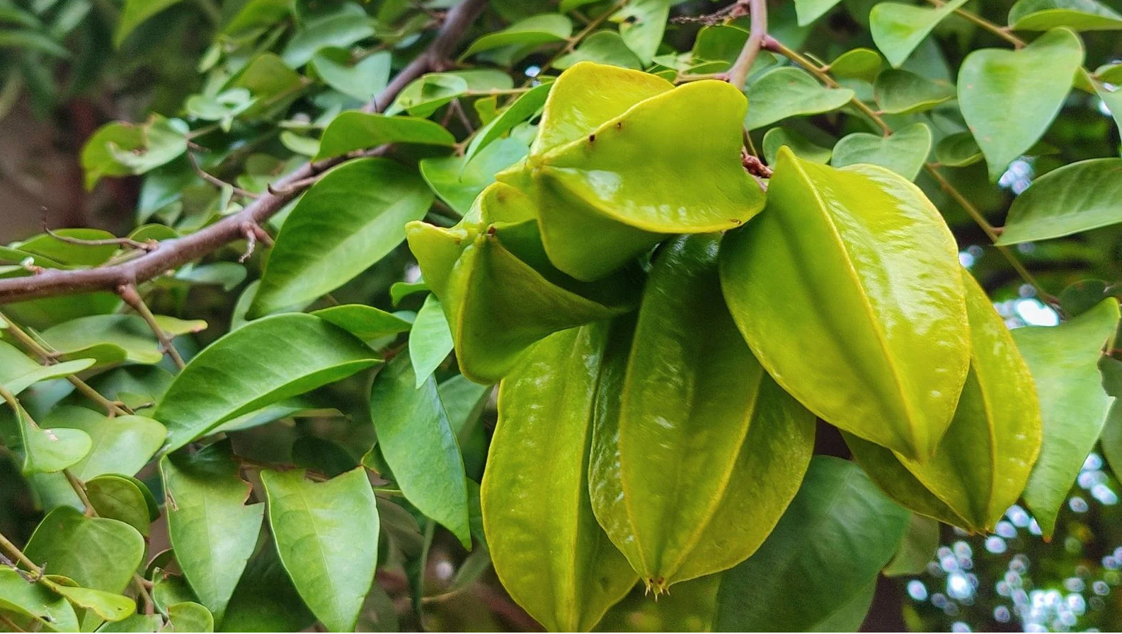 [E-Magazine] Cây khế - Dược liệu quen thuộc trong vườn nhà