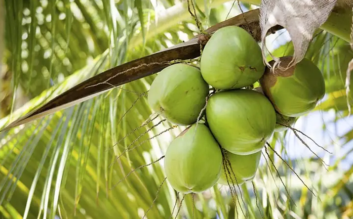 Bài thuốc chữa bệnh từ quả dừa