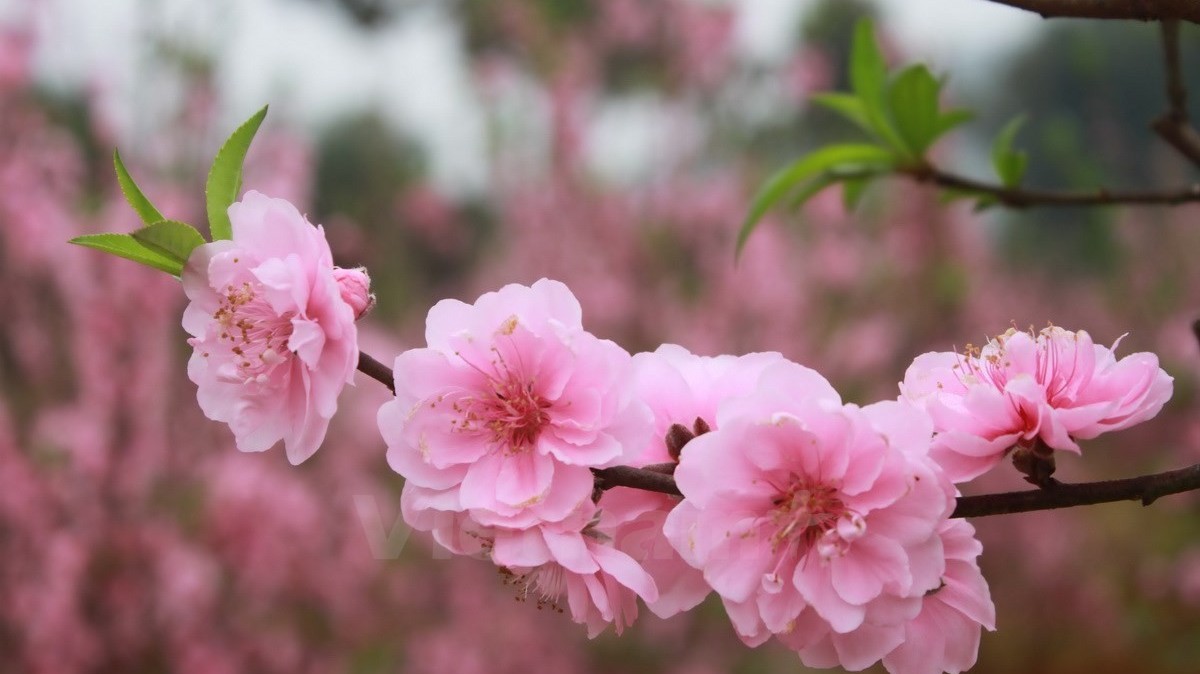 Dự báo thời tiết ngày 10/2/2026: Bắc Bộ nhiều mây, trời rét