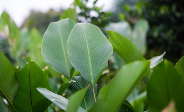 Lá dong - Vị thuốc thanh nhiệt, giải độc tự nhiên