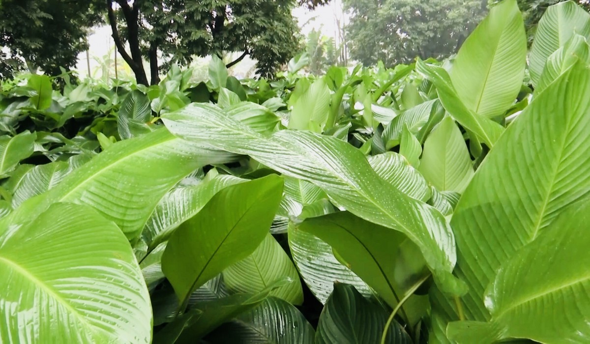 Lá dong - Vị thuốc dân gian ít người biết