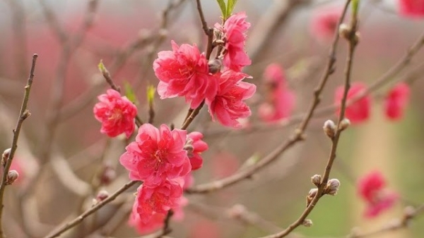 Dự báo thời tiết ngày 13/2/2026: Bắc Bộ sáng có mưa phùn và sương mù rải rác