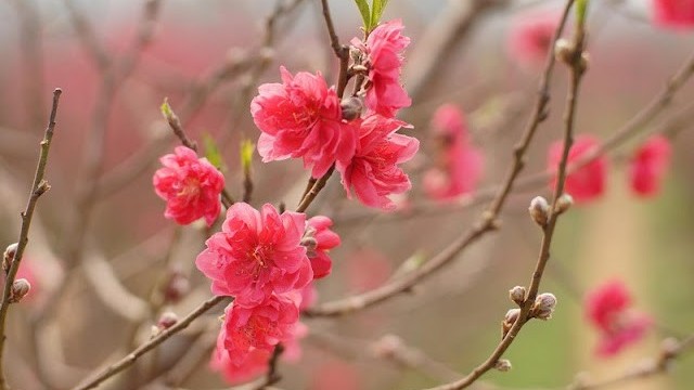 Dự báo thời tiết ngày 13/2/2026: Bắc Bộ sáng có mưa phùn và sương mù rải rác