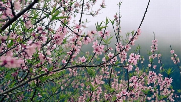 Dự báo thời tiết ngày 15/2/2026: Bắc Bộ sáng sớm có sương mù